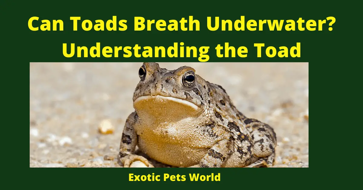 Can Toads Breath Underwater? Understanding the Toad