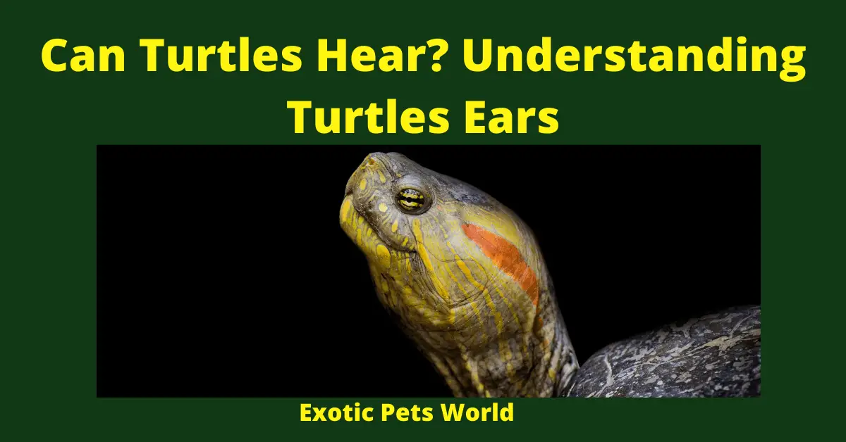 Can Turtles Hear_ Understanding Turtles Ears