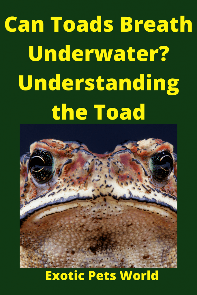 Can Toads Breathe Underwater