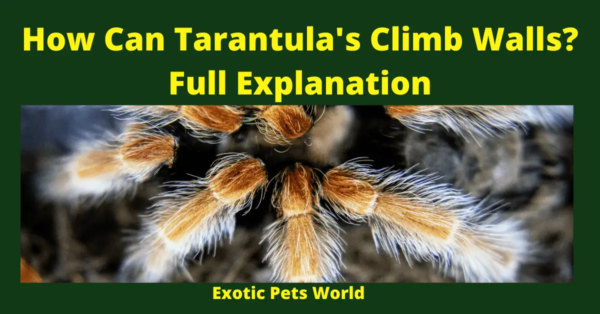 How Can Tarantula's Climb Walls_ Full Explanation