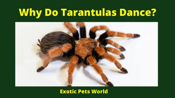Why Do Tarantulas Dance_