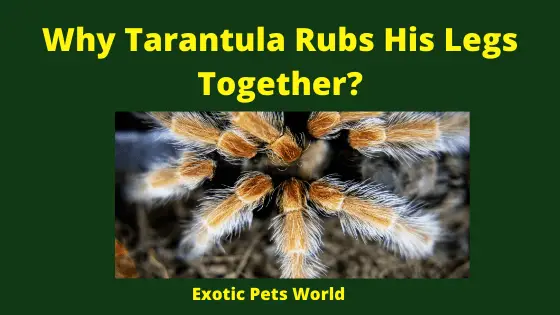 Why Tarantula Rubs His Legs Together_