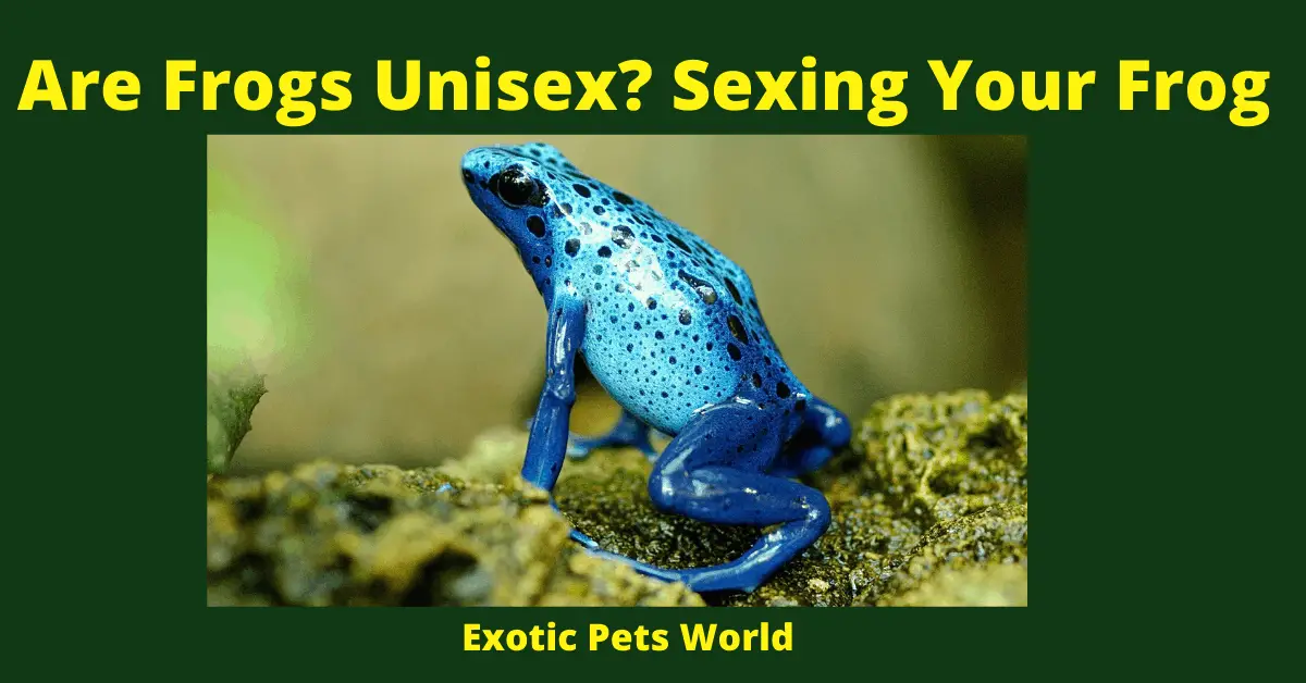 Are Frogs Unisex? Sexing Your Frog