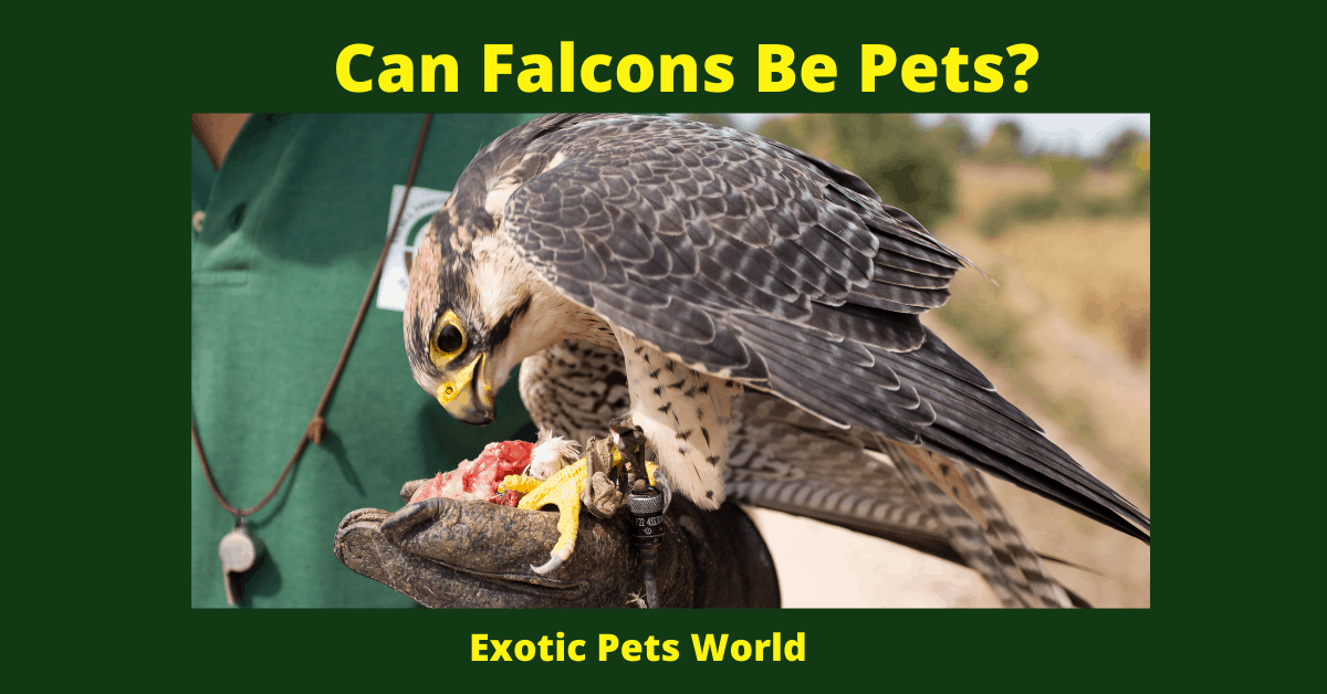 Can Falcons Be Pets