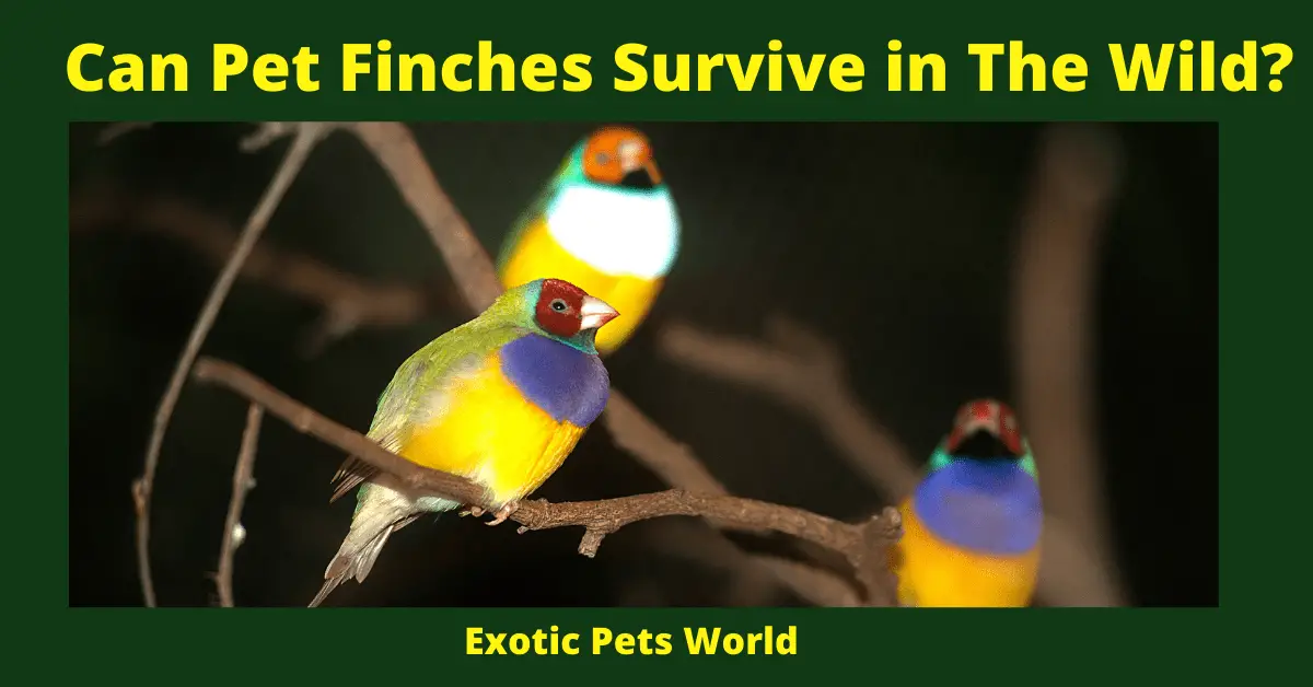Can Pet Finches Survive in The Wild?