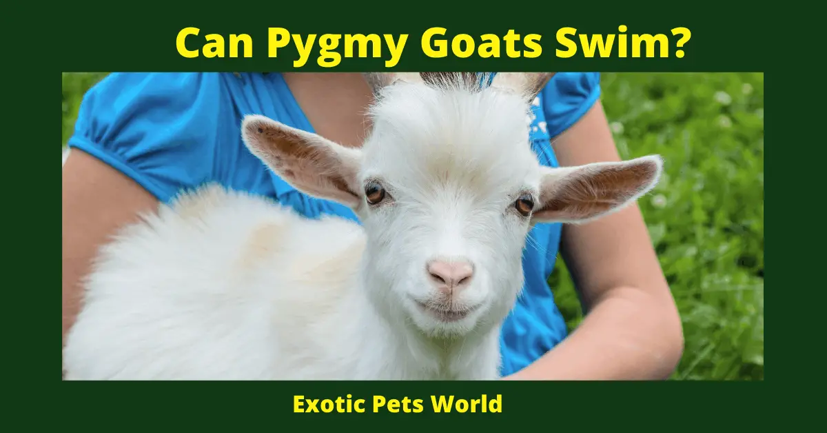 Can Pygmy Goats swim