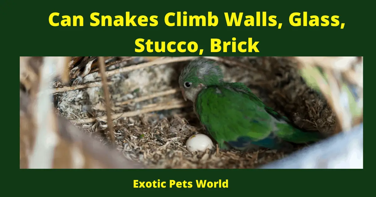 Can Snakes Climb Walls, Glass, Stucco, Brick