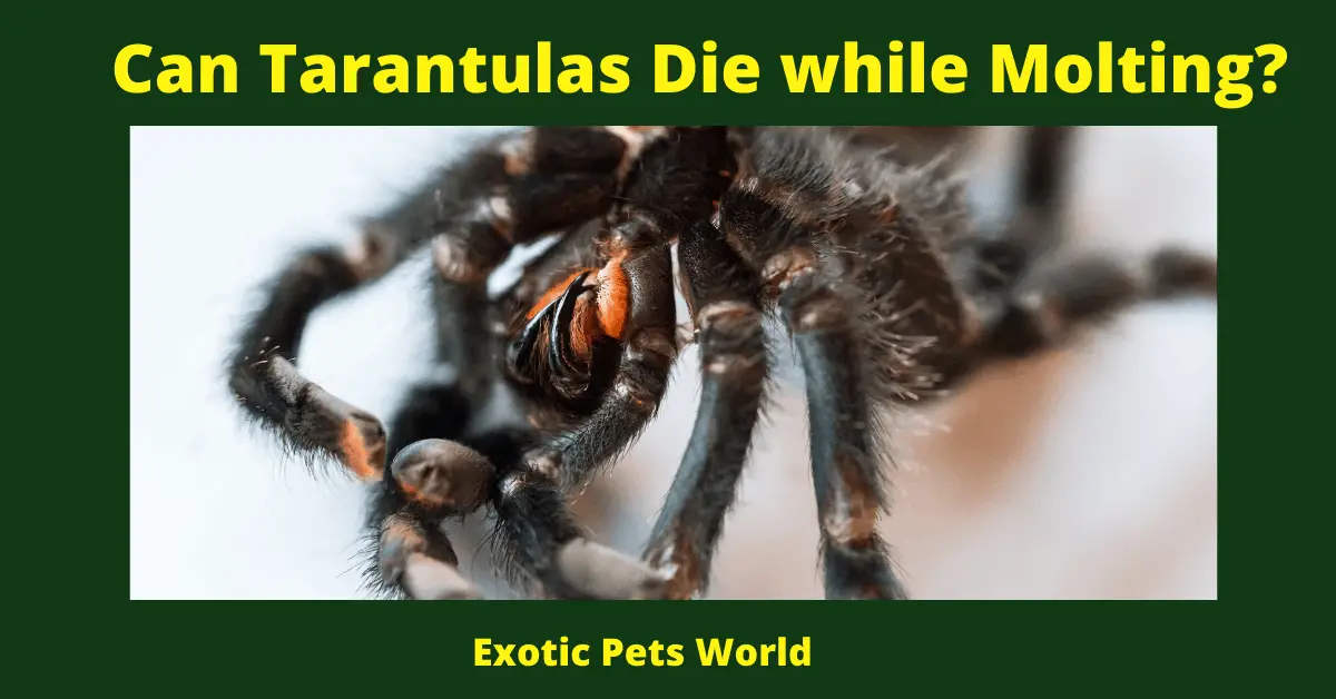 Can Tarantulas Die while Molting?