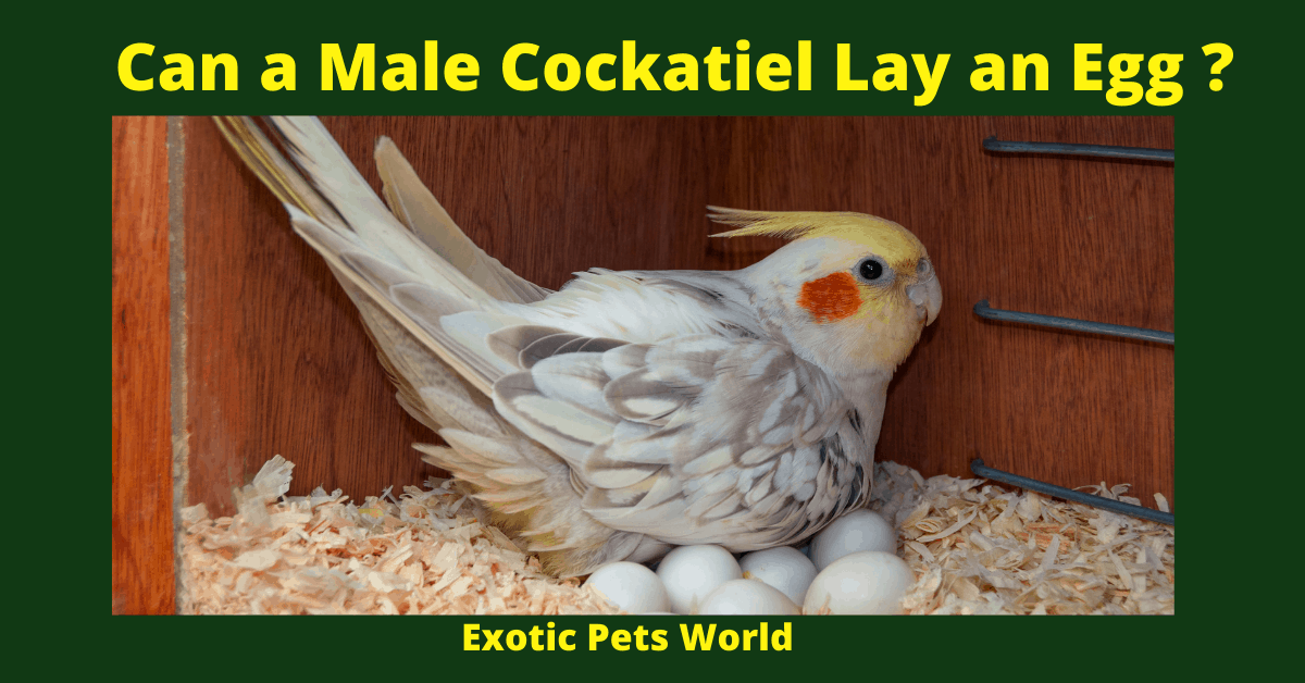 Can a Male Cockatiel Lay an Egg