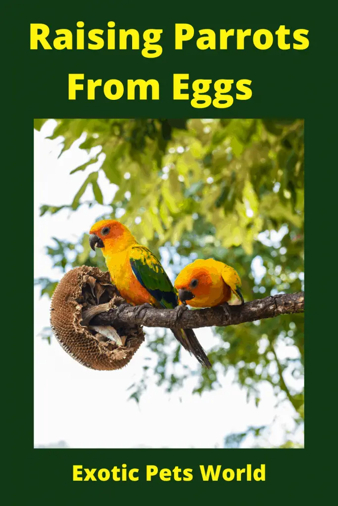 Raising Parrots from Eggs / Breeding Guide