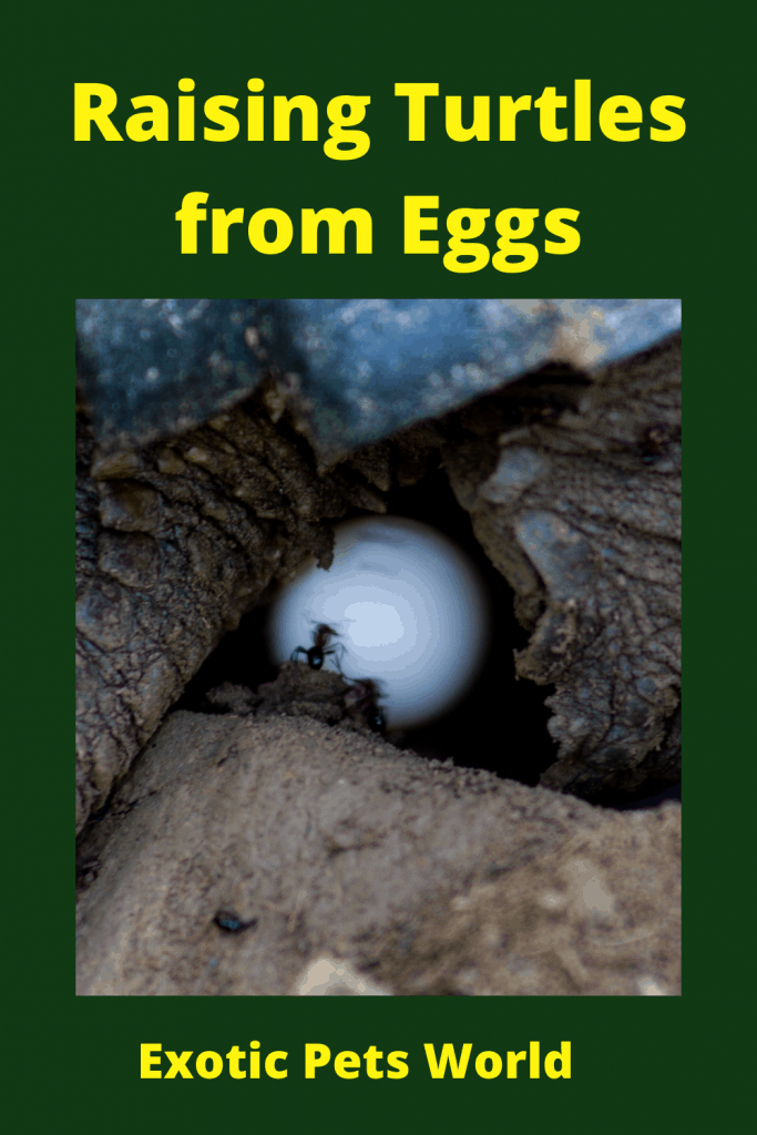 Raising Turtles from Eggs