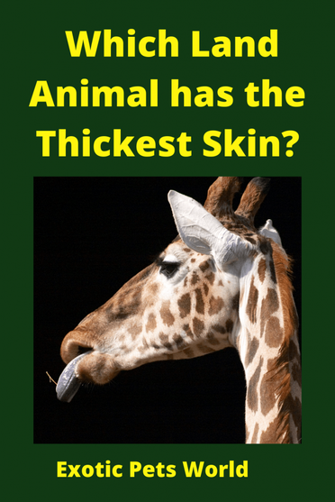 Which Land Animal has the Thickest Skin in the World? – Exotic Pets World