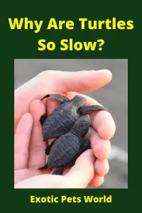 Why Are Turtles So Slow?