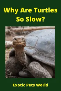  Why Are Turtles So Slow_ (4)