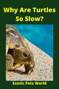  Why Are Turtles So Slow_ (4)