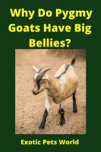  Why Do Pygmy Goats Have Big Bellies_