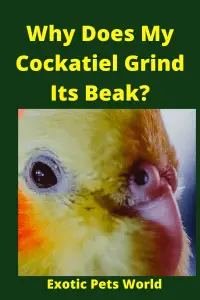  Why Does My Cockatiel Grind Its Beak_