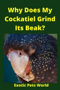  Why Does My Cockatiel Grind Its Beak_
