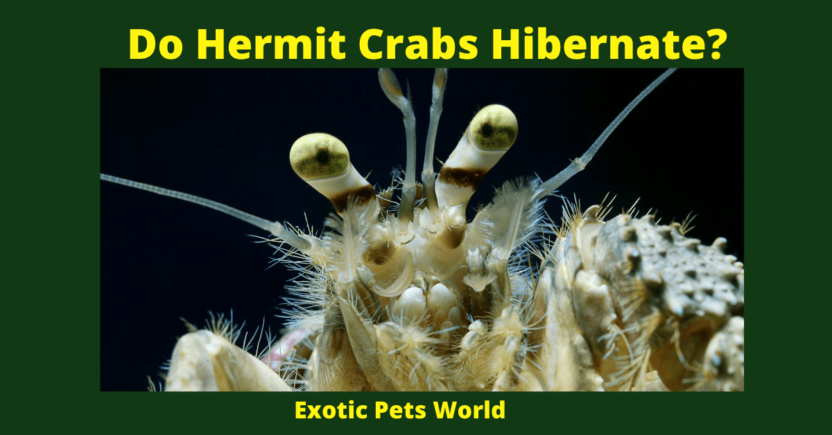 Do hermit crabs hibernate