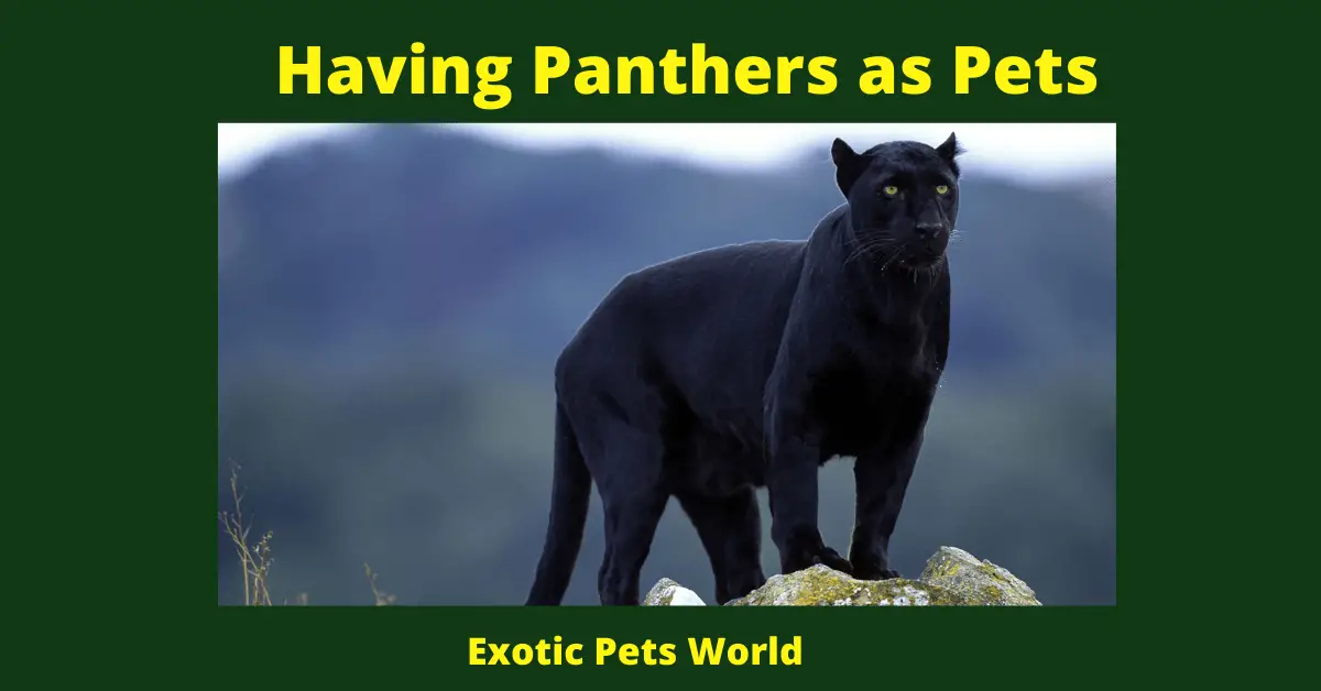 Having Panthers as Pets
