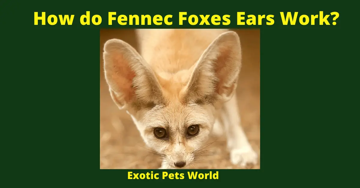 How do Fennec Foxes Ears Work?
