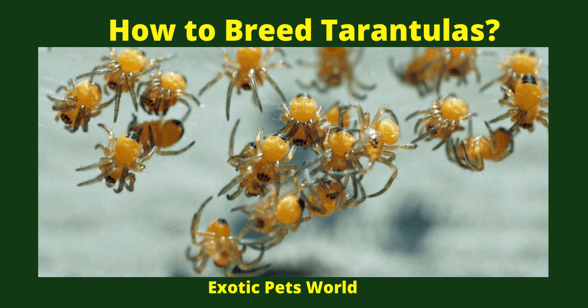 How to Breed Tarantulas?