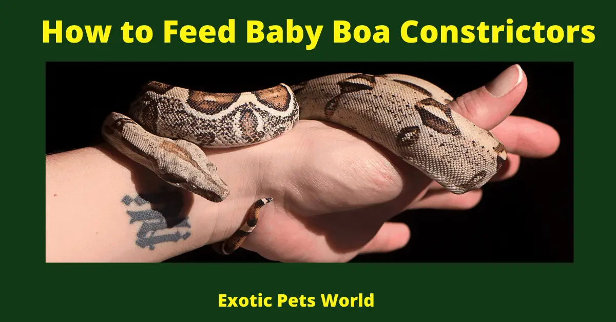How to Feed Baby Boa Constrictors