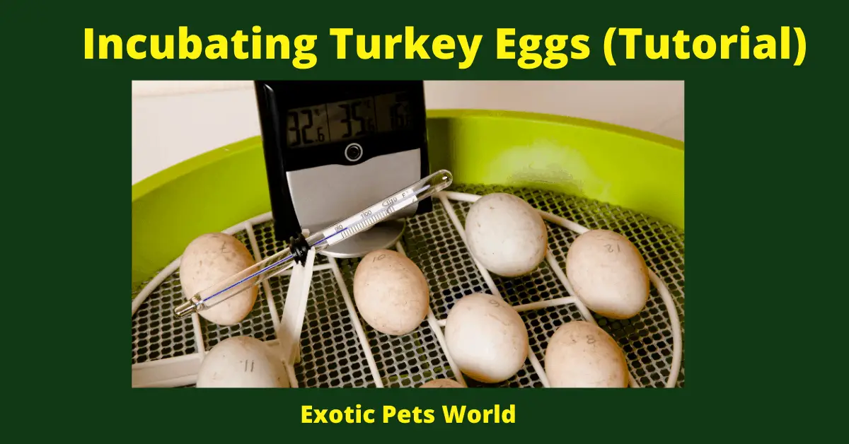 Incubating Turkey Eggs (Tutorial)