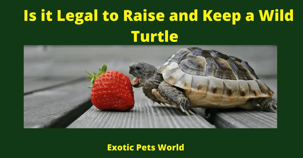 Is it Legal to Raise and Keep a Wild Turtle