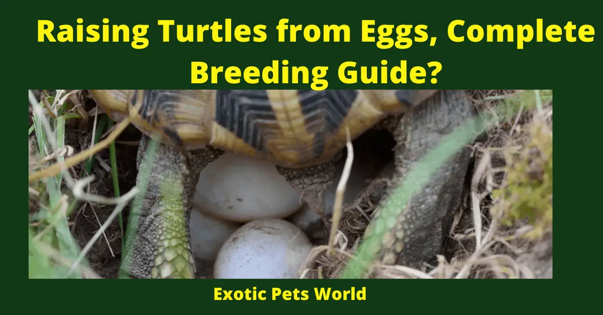 Raising Turtles from Eggs, Complete Breeding Guide