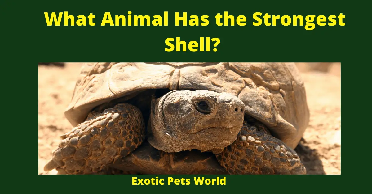 What Animal Has the Strongest Shell_