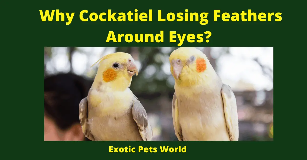 Why Cockatiel Losing Feathers Around Eyes_
