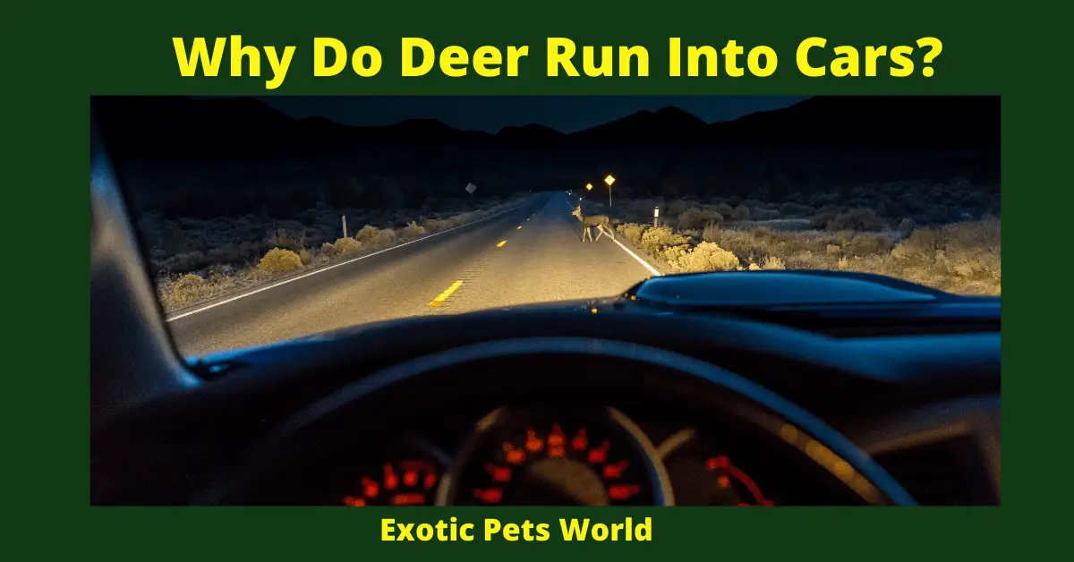 Why Do Deer Run Into Cars_