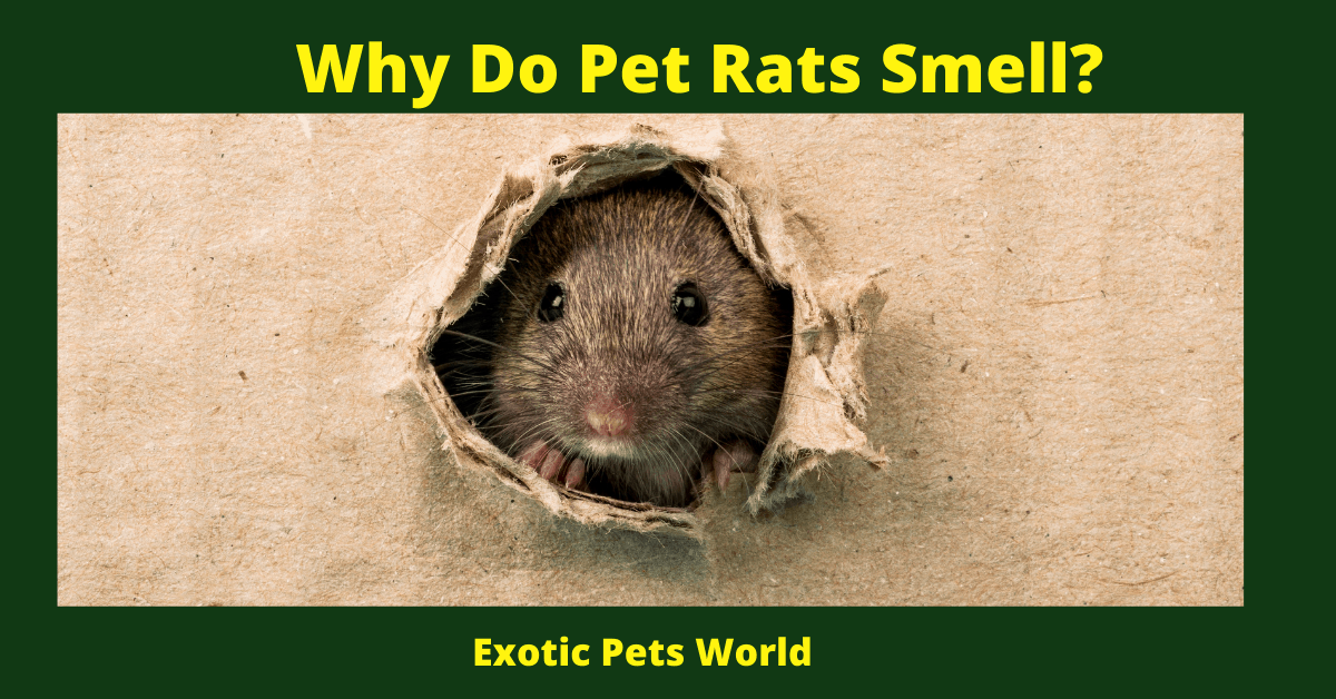 Why Do Pet Rats Smell_