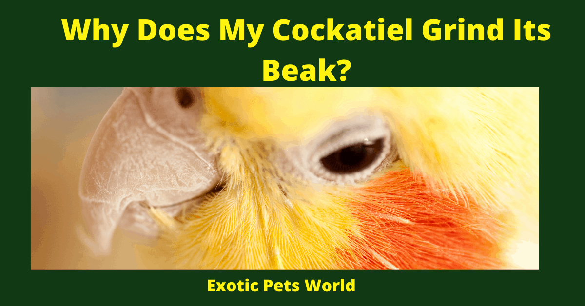 Why Does My Cockatiel Grind its Beak