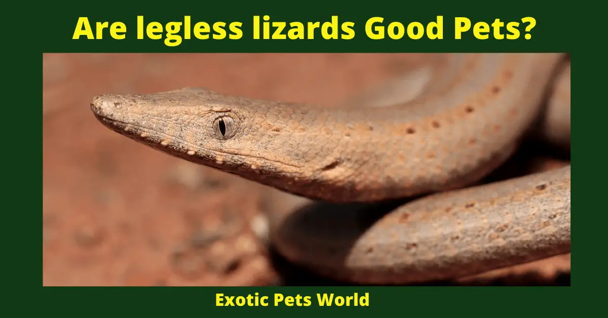 Are legless lizards Good Pets?