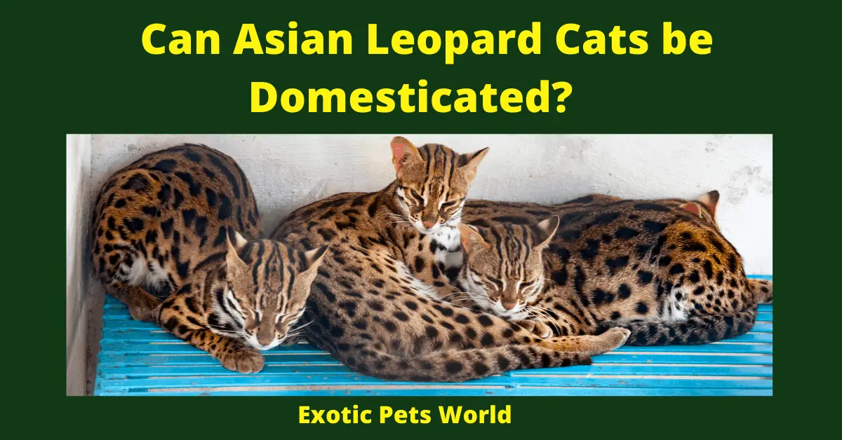 Can Asian Leopard Cats be Domesticated_