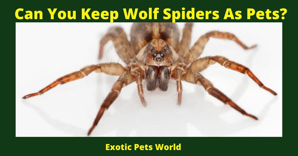 Can You Keep Wolf Spiders As Pets?