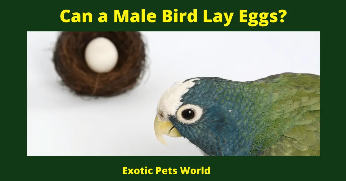Can a Male Bird Lay Eggs_