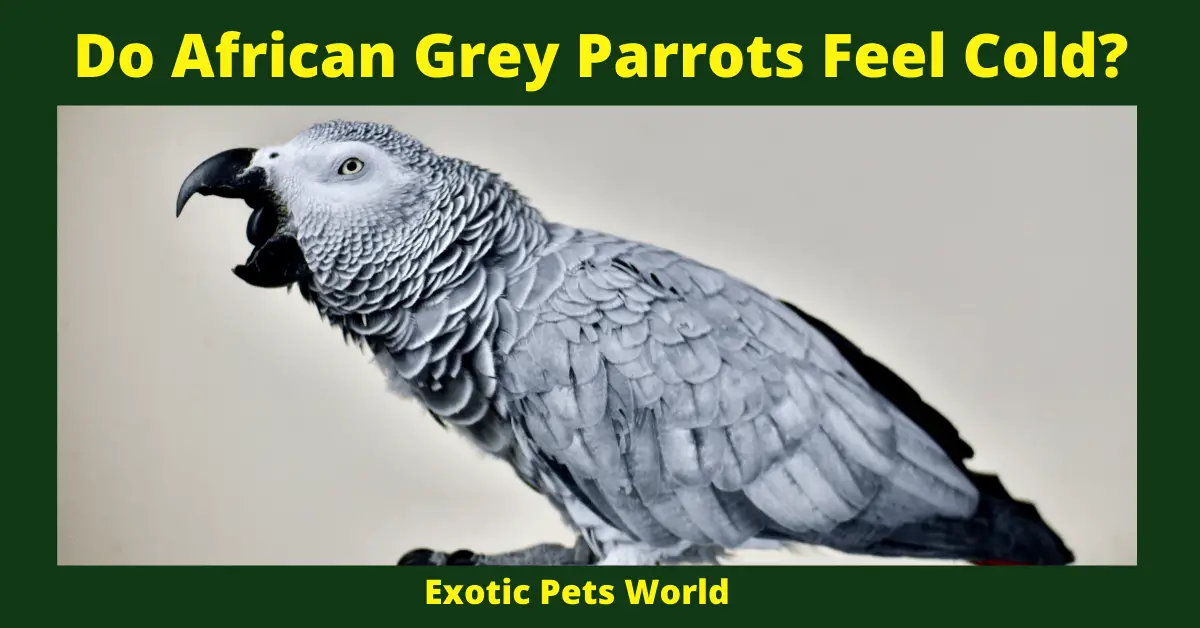 Do African Grey Parrots Feel Cold_