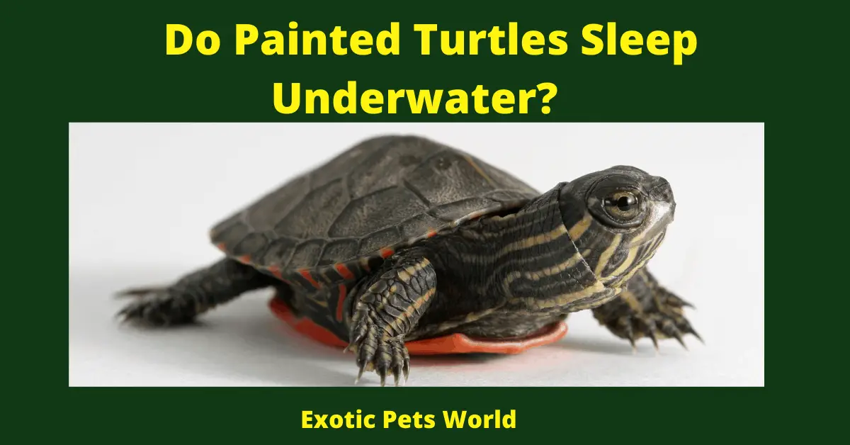 Do Painted Turtles Sleep Underwater_
