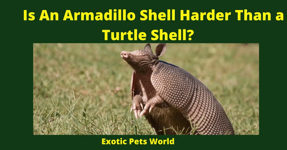 Is An Armadillo Shell Harder Than a Turtle Shell?