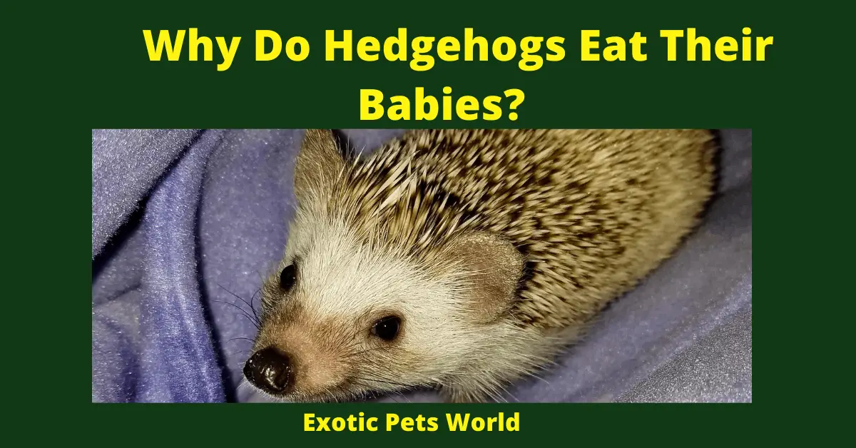 Why Do Hedgehogs Eat Their Babies?