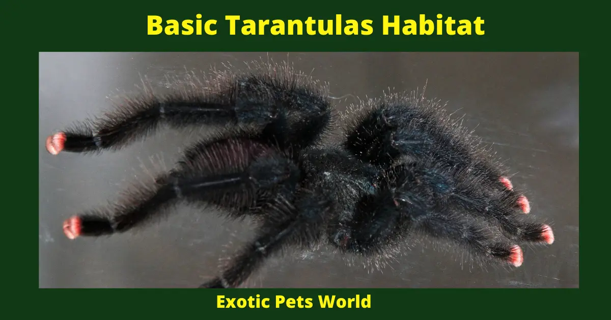 Basic Tarantulas Habitat (1)
