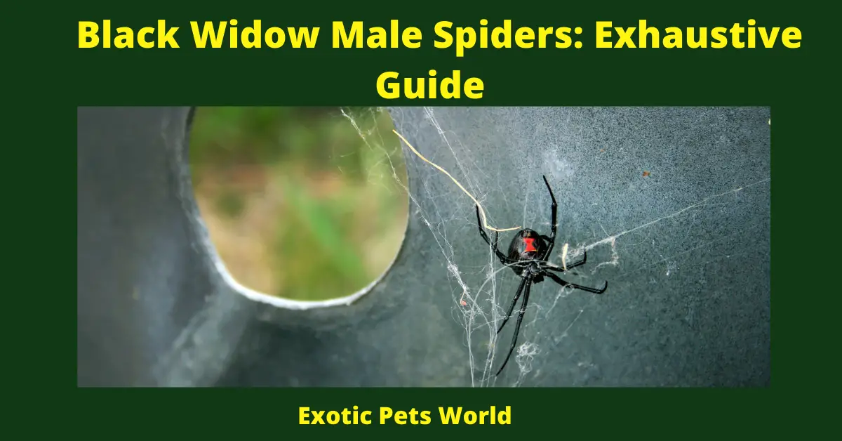 Black Widow Male Spiders: Exhaustive Guide