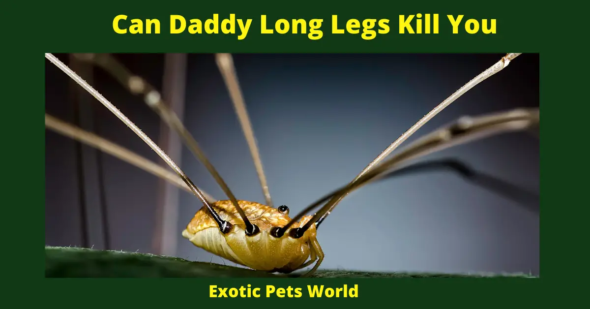 Can Daddy Long Legs Kill You