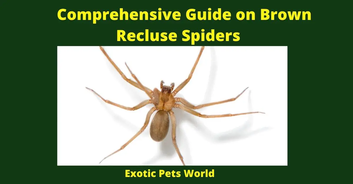 Comprehensive Guide on Brown Recluse Spiders