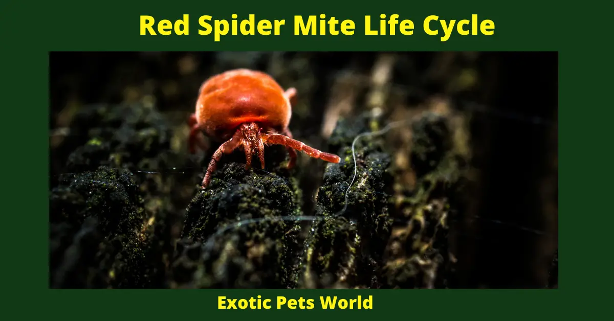 Red Spider Mite Life Cycle