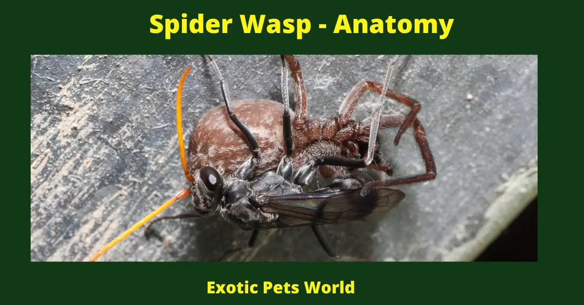 Spider Wasp - Anatomy