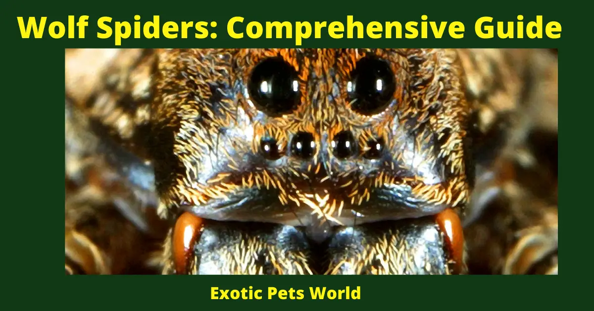Wolf Spiders: Comprehensive Guide